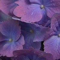 Purple Hydrangea