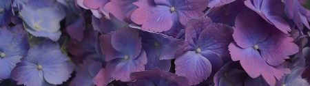 Purple Hydrangea - Purple, Nature, Flowers, Purple Hydrangea, HD