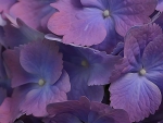 Purple Hydrangea