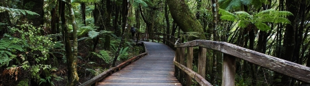 Rainforest Pathway