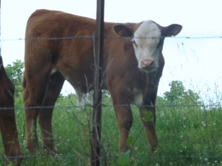 Are You Looking At Me - white, fence, steer, brown