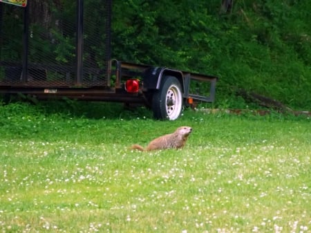 Patiently Waiting - groundhog, grass, green, brown