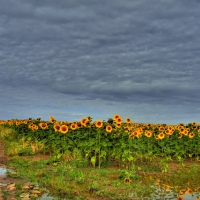 sunflowers field after a rain shower