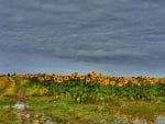 sunflowers field after a rain shower