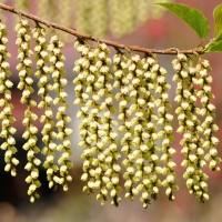 Flowering Trees/Shrubs