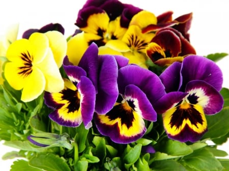 Pansies/Violet Garden - bright, nature, violet garden, flowers, pansies