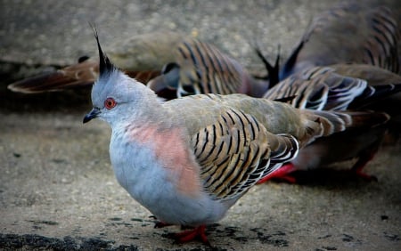 Bird - dove, gorgeous, bird, crown