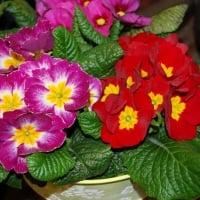 Beautiful Primrose