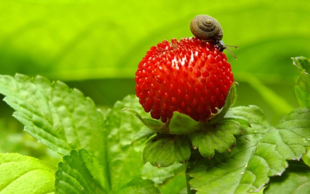 Naughty snail - strawberry, fruit, nature, snail, red, naughty, green, sweet, dessert, food