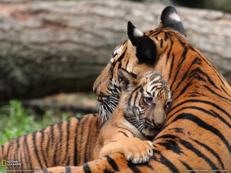 Tigers - cats, striped, big, orange