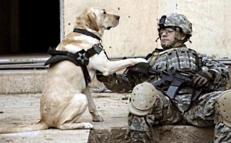 Soldiers dog