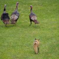 Fox following birds
