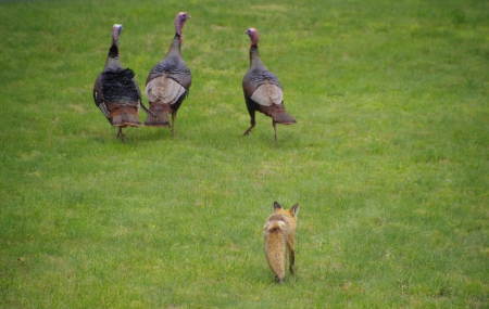 Fox following birds - approaching, pair, slow, chase