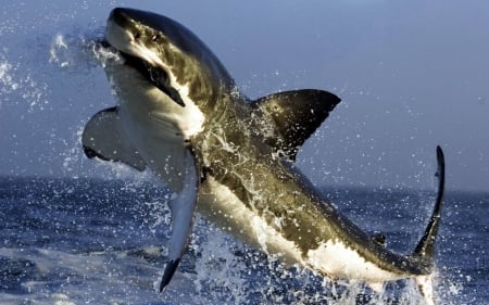 Shark catches fish - water, ocean, sea, blue