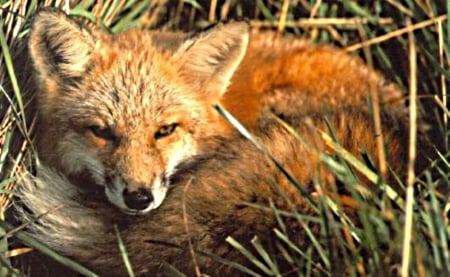 Fox,resting - white, grass, red, high