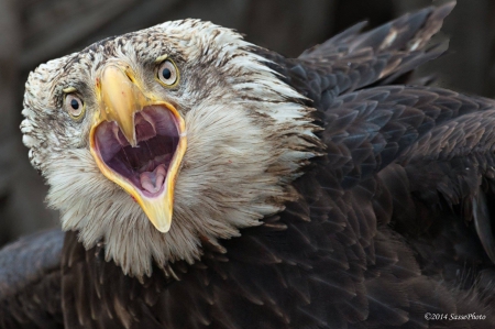 Eagle - big, white, yellow, open