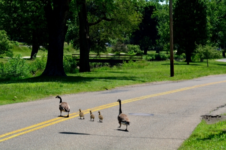 If It Walks Like A Duck...... - ducks, ducks in a pond, baby chicks, baby ducks, duck crossing