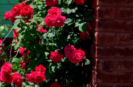 Red Rose Bush - red rose bush, rose bush, roses, red flower, red roses