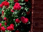 Red Rose Bush