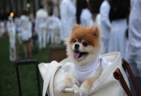 Nice And Cozy in Here - purse, animals, eyes, white, brown, minature, fur, small, dog