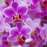 Orchids