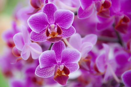 Orchids - orchids, nature, pink, orchid, flowers, flower