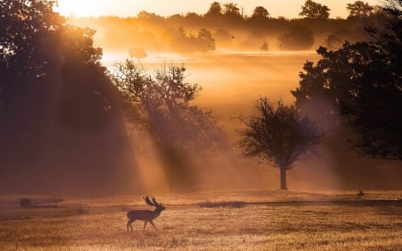 DEER AT THE MORNING - wallpapers up, sema show, hd cars wallpapers, socal customs