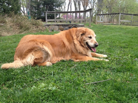 Golden Retriever - dogs, pets, grass, animals