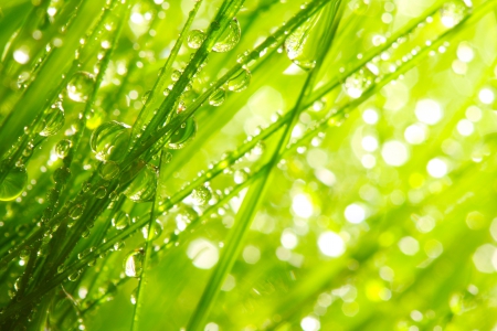 Bokeh - nature, bokeh, rain, green, splendor, rainy, grass, drops