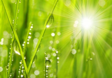 Sunshine - nature, bokeh, rain, green, splendor, rainy, grass, drops