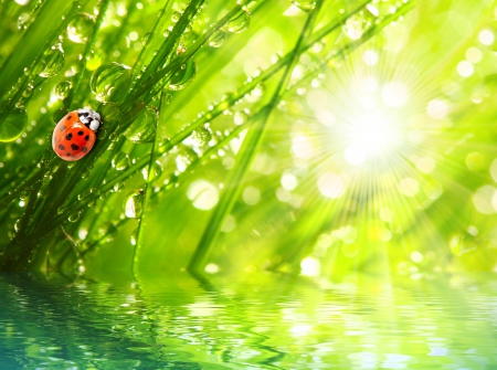 Ladybug - bokeh, water, ladybug, splendor, drops, grass, nature, rainy, green, rain