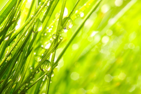 Drops - nature, bokeh, rain, green, splendor, rainy, grass, drops