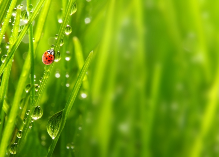 Ladybug - bokeh, rain, water, ladybug, nature, splendor, green, rainy, grass, drops