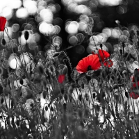 Poppies