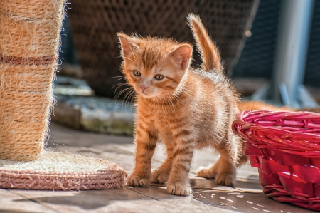 Cat - paws, face, pretty, cute, animals, beautiful, cat, sleeping, kitty, cats, kitten, hat, lovely, cat face