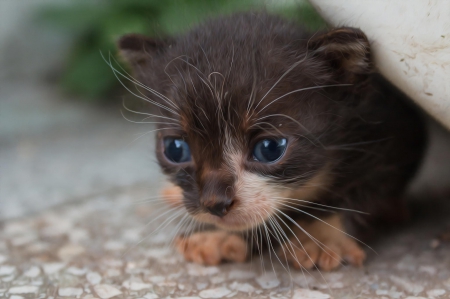 Cat - hat, pretty, cat face, beautiful, lovely, paws, cat, kitten, cute, cats, face, sleeping, animals, kitty