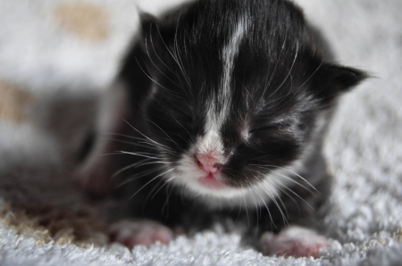 Cat - paws, face, pretty, cute, animals, beautiful, cat, sleeping, kitty, cats, kitten, hat, lovely, cat face