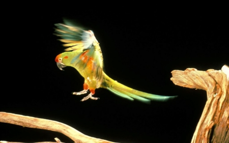 Beautiful Parrot - yellow, bird, parrot, flying