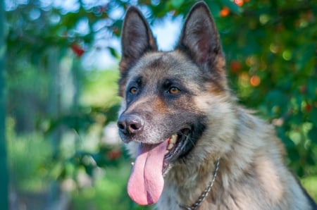 German shepherd - puppy, animals, lovely, pretty, puppys, beautiful, dog, animal, dogs, sweet, cute