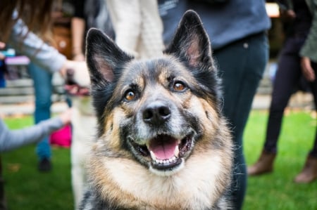 German shepherd - animal, pretty, cute, animals, beautiful, sweet, puppy, puppys, dogs, lovely, dog