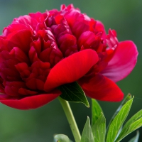 peony