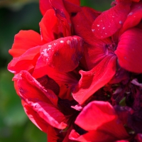 Macro Red Rose