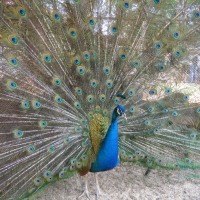 Blue Peacock