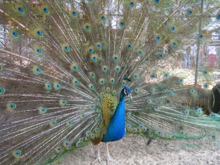 Blue Peacock - Animals, Peacocks, Birds, Feathers