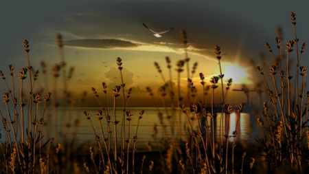 ~*~ Evenig Sunset ~*~ - evening, lake, landsxape, sunset