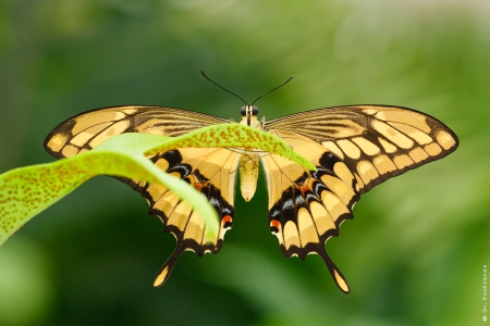 Butterfly - yellow, butterfly, amazing, black