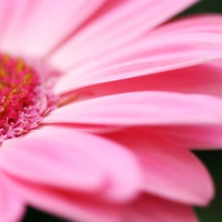 Pink Flower Petals