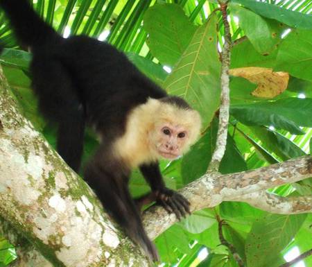 In the Jungle - monkey, rainforest, palm tree