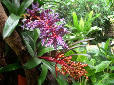 Living Rainforest - flowers, ferns, trees, rainforest