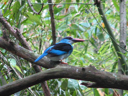 Azure Kingfisher - rainforest, azure kingfisher, trees, bird